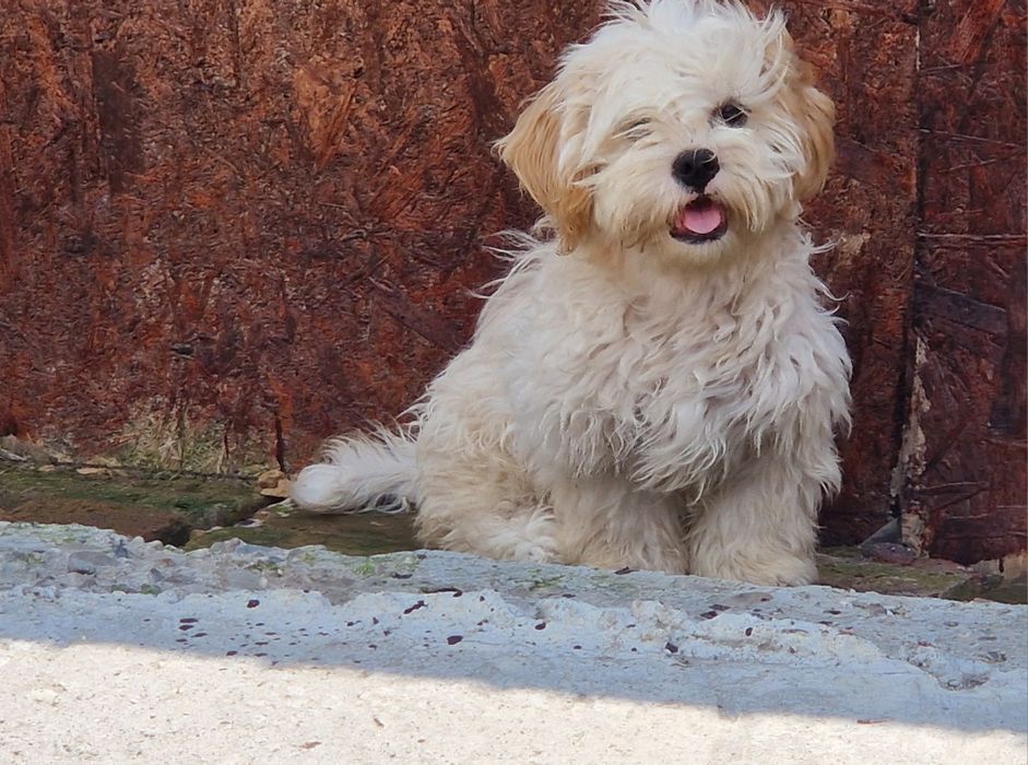 Baietel shih tzu