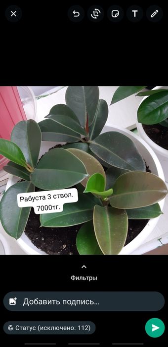 Үй гүлдері 2000 тг