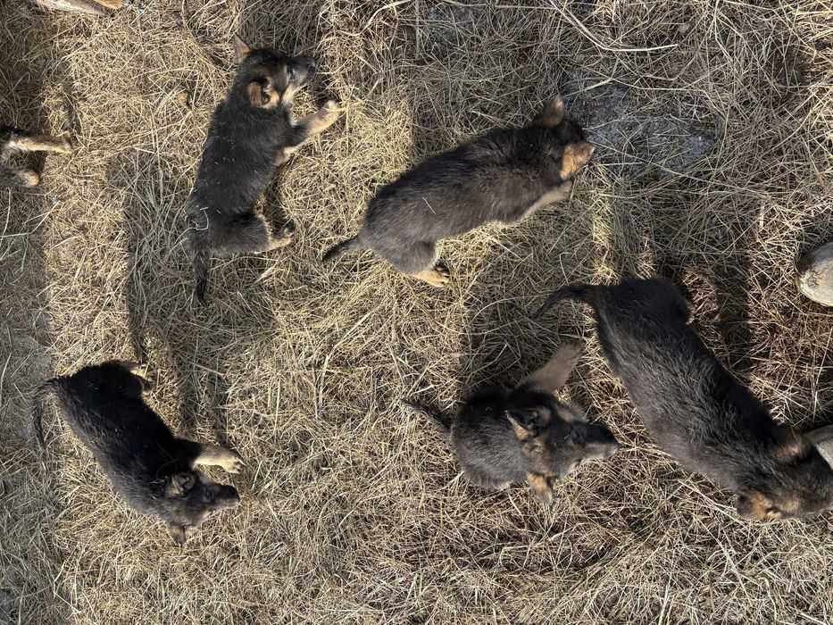 продам щенков немецкой овчарки