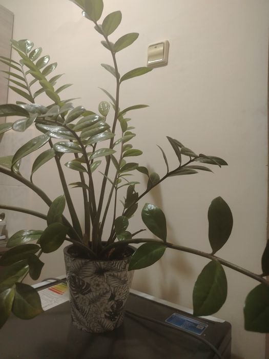 Продам два цветка замиокулькаса