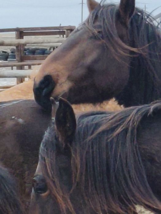 Айғыр (жеребец?сатамын