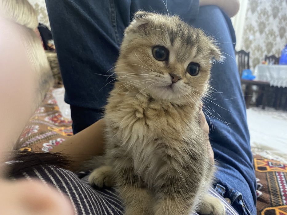 Yalangoch nigga fotosurati