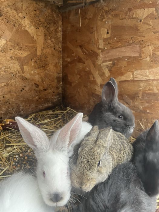 Vand pui de iepure varsta 2 luni