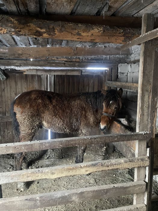 Тай сатылады, 1,6 жыл