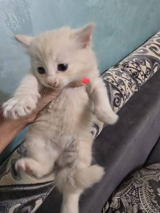 Отдам котята бесплатно