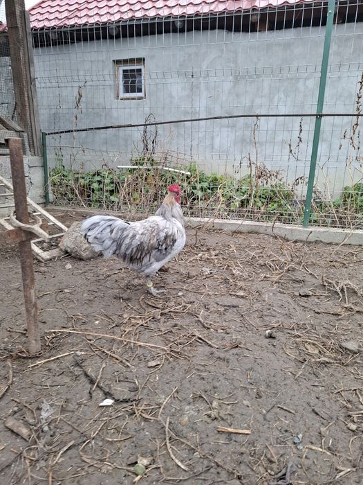 Vand cocosi Wyandotte si Austrolop