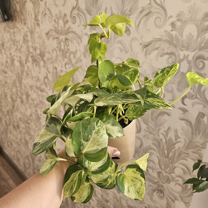 Продажа эпипремнумов