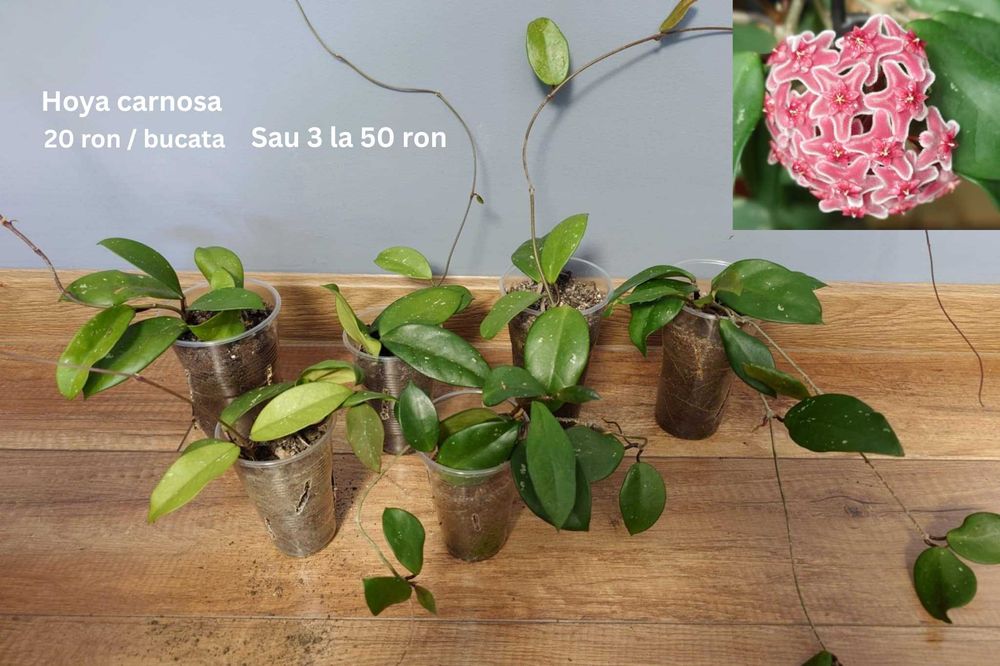 Plante de apartament