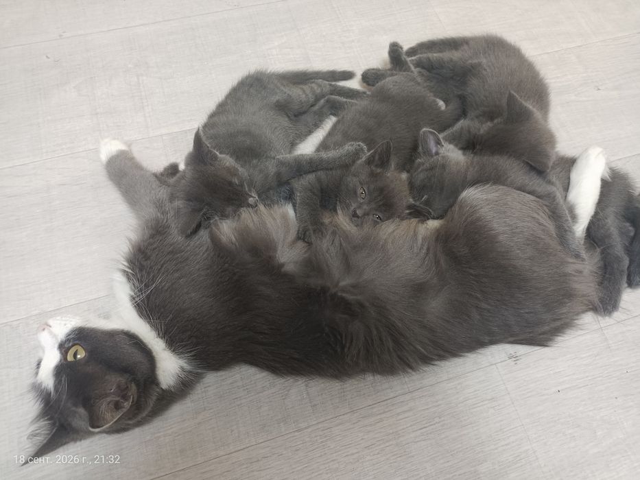 Котята, пепельные, 3 девочки