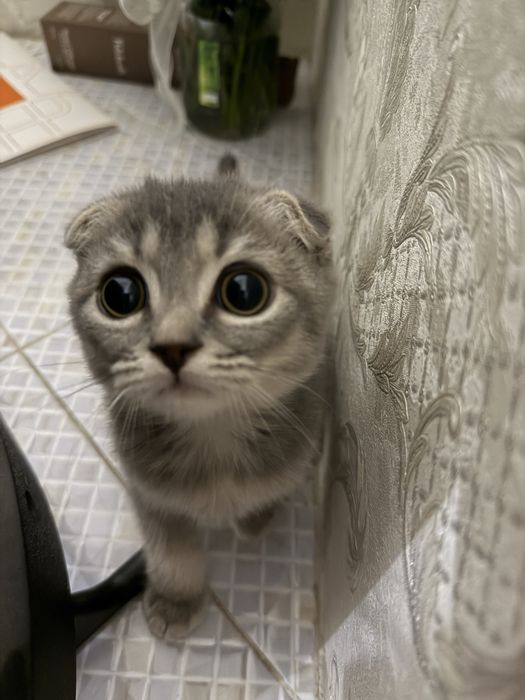 Скоттиш фолд котенок