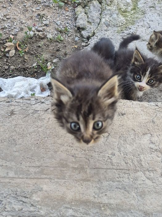 Отдам в добрые руки