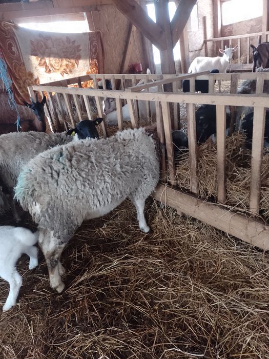 Berbec doorper și un țap alpin freancez