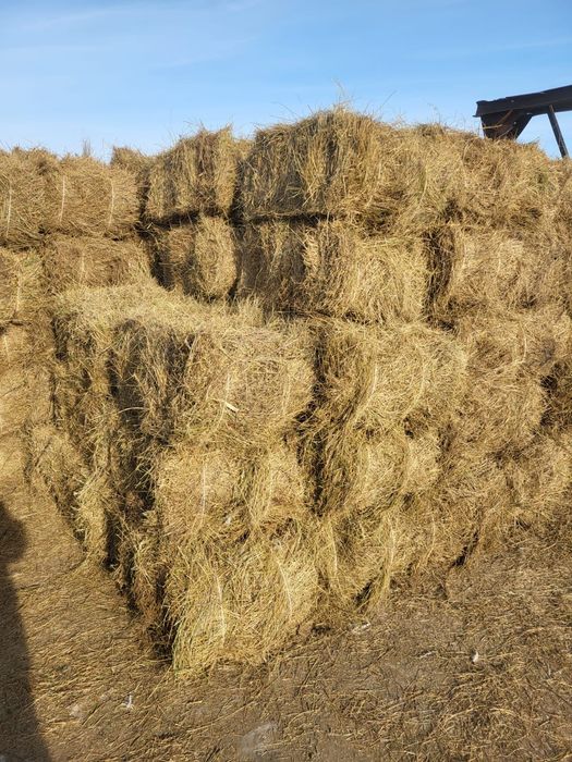 Продам с места сено в тюках