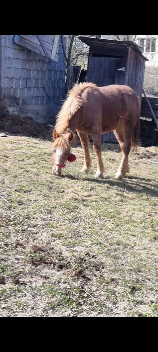 Vand manza de un an cu acte 0741387027