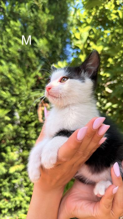 Donez pisici in varsta de 2 luni