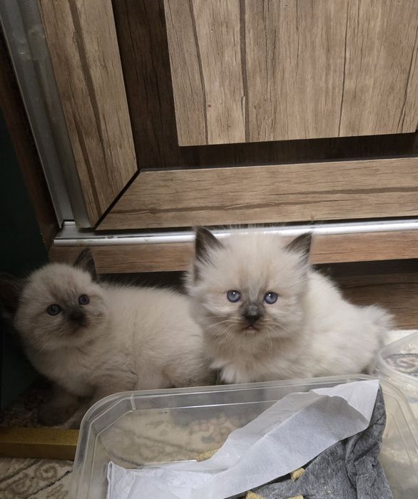 Продаются сиамские котята
