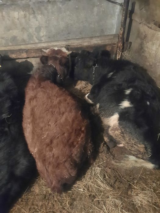 Телята  годовалые