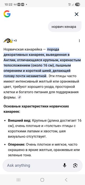 Норвичская канарейка