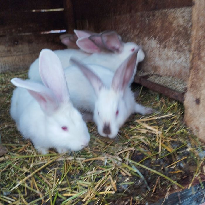 vind iepuri belgieni