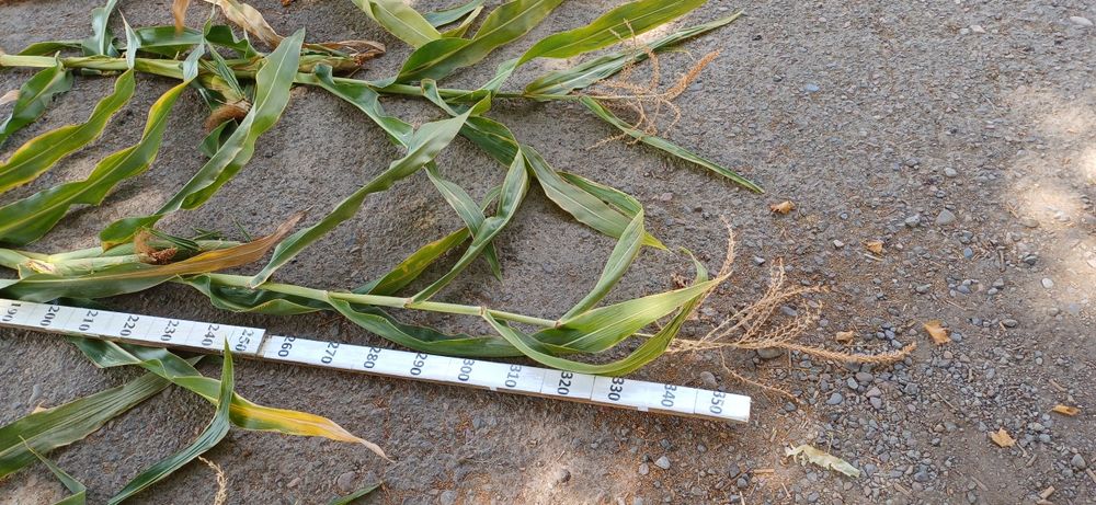 Маккажухори уруглик