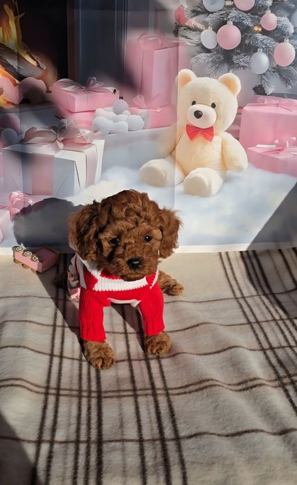 !РЕЗЕРВИРАНО!Пудел мини с родословие - 5 поколения назад