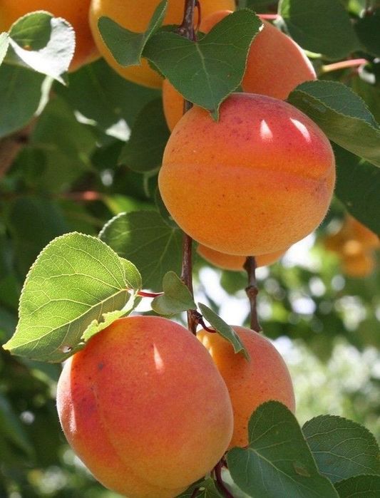 Pomi Fructiferi Columnari (Cais )