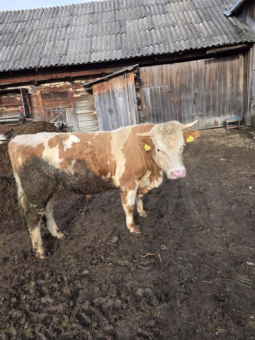 Taur de vânzare de 2.7ani