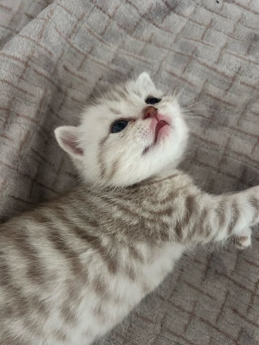 Продам породистых котят