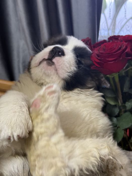 Девочка сенбернара 2 месяца