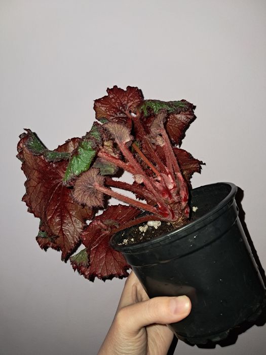 Бегония.             .