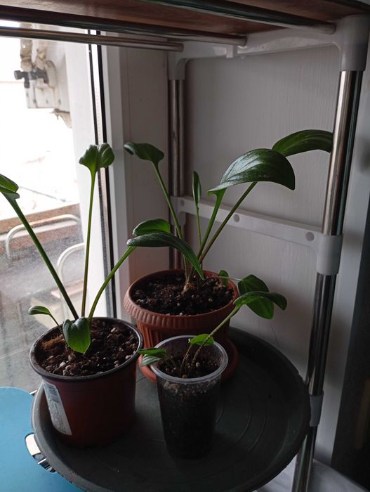 Комнатные растения.