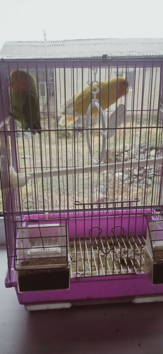 Папугай неразлучник