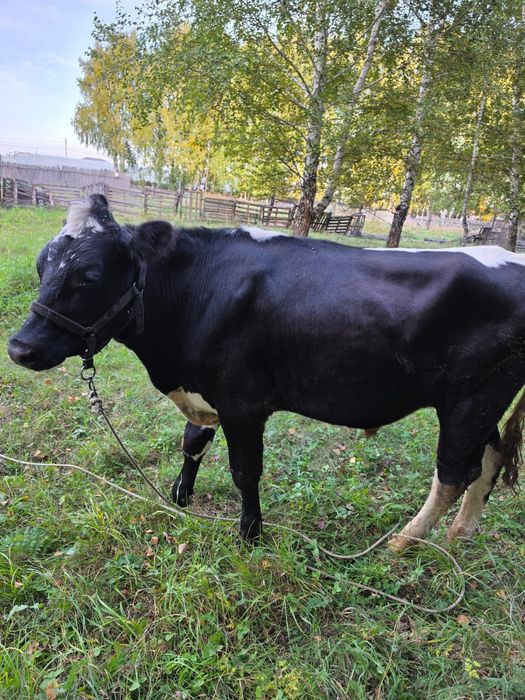 Продам бычка 700тысяч
