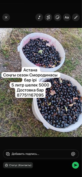 Қарақат Смородина