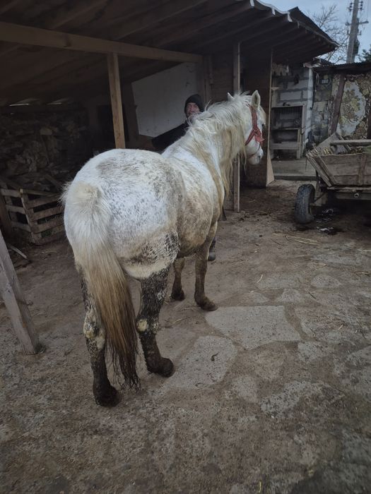 Vând armăsar vârstă 7 ani