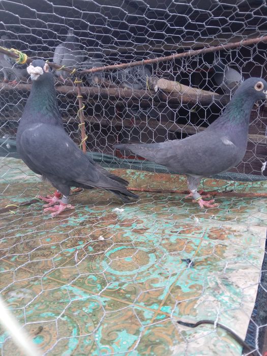 De vanzare porumbei voiajor