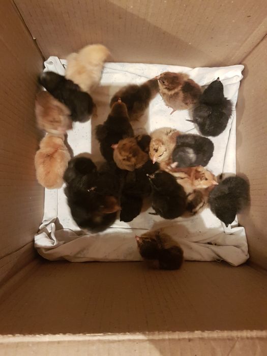 Инкубационное яйцо домашних кур