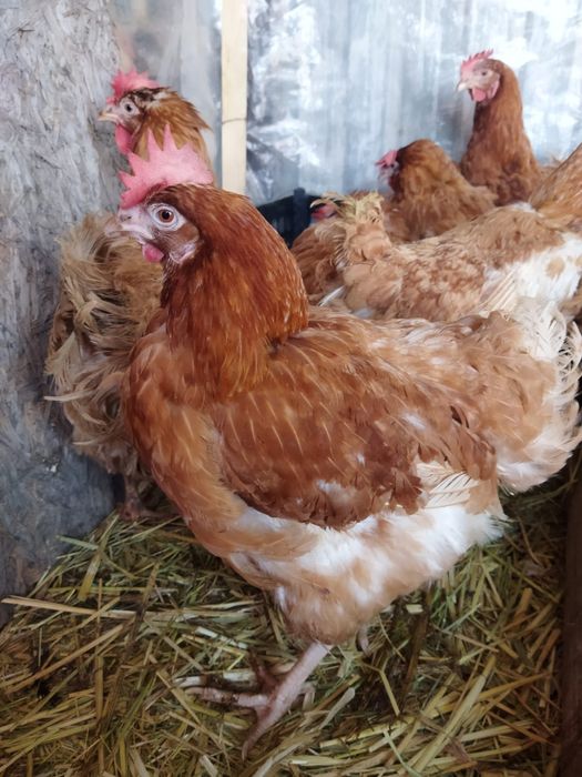Продам куры домашние