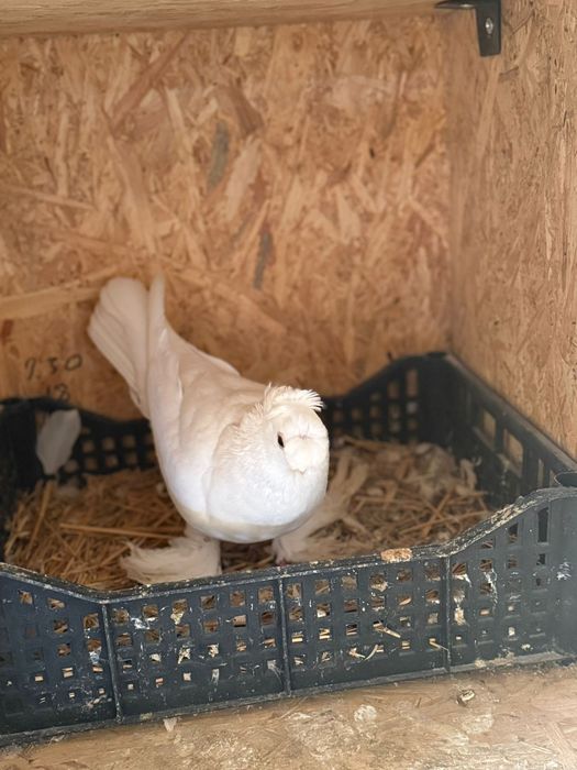 Голуби белый двухчубый