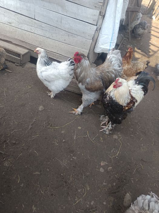 Puisori brahma si motate 15 zile