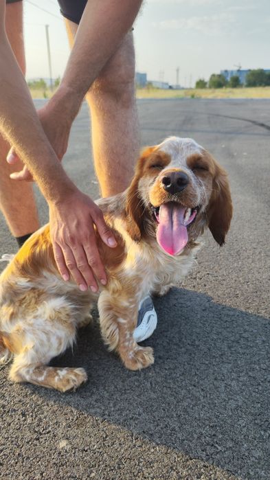 ВЯЗКА, кобель Кокер спаниель