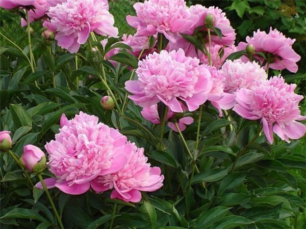 Продам дачный участок (дача)