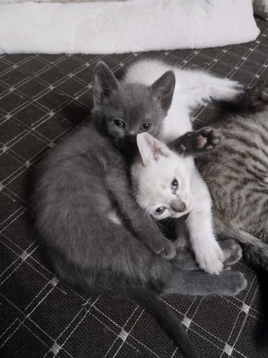 Отдам котят в добрые руки