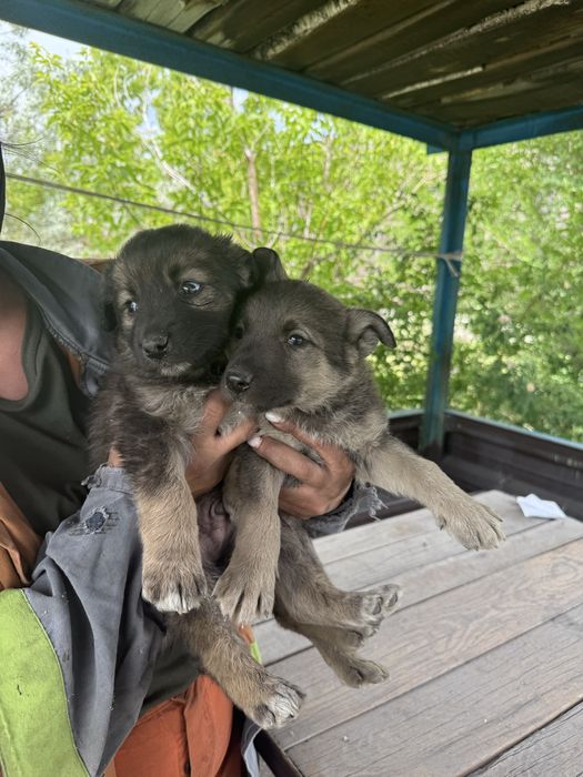 Отдам в добрые руки