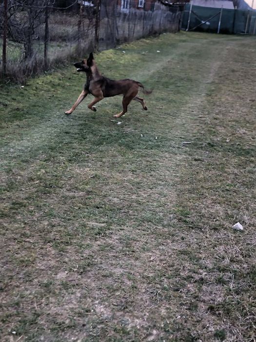 Vand caine "Lup Belgian"