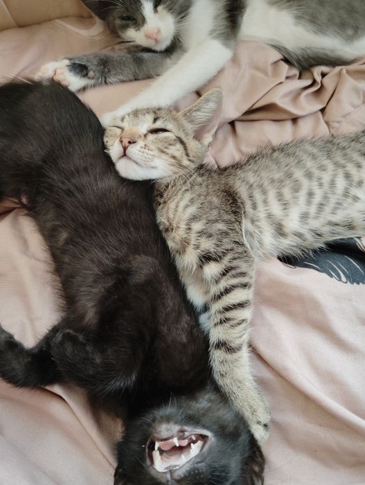 Animale de companie