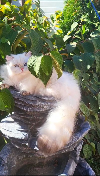 Fetita British Longhair alba cu ochi albastri - linie selecta