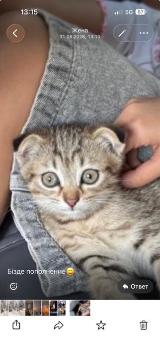 Котенок  5000 тенге