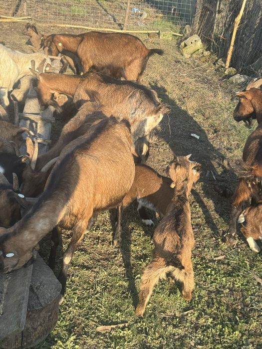 Capre cu unul sau doi iezi