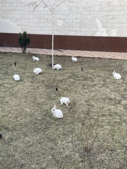 Zotli quyonlar sotiladi sogʻlom honaki juda chiroyli yosh quyonchalar